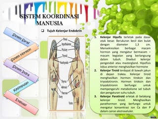  Tujuh Kelenjar Endokrin
1. Kelenjar Hipofis terletak pada dasar
otak besar. Berukuran kecil dan bulat
dengan diameter 1,3 cm.
Mensekresikan berbagai macam
hormon yang mengatur bermacam –
macam kegiatan yang berlangsung
dalam tubuh. Disebut kelenjar
pengendali atau mastergland. Hipofisis
lobus anterior menghasilkan hormone
2. Kelenjar Tiroid terdapat di bawah jakun
di depan trakea. Kelenjar tiroid
menghasilkan hormon tiroksin dan
triyodotironin. Hormon tiroksin dan
triyodotironin berfungsi untuk
mempengaruhi metabolisme sel tubuh
dan pengaturan suhu tubuh.
3. Kelenjar Paratiroid erletak di belakang
kelenjar tiroid. Menghasilkan
parathormon yang berfungsi untuk
mengatur konsentrasi ion Ca dan P
dalam cairan ekstraseluler.
 