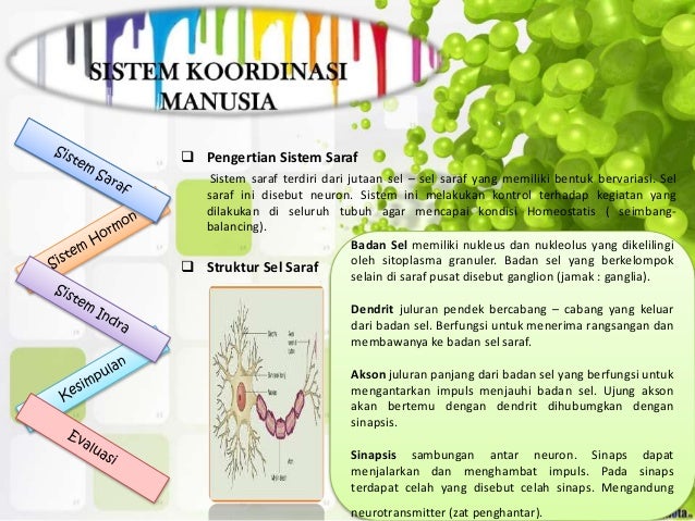 Ppt Sistem Koordinasi