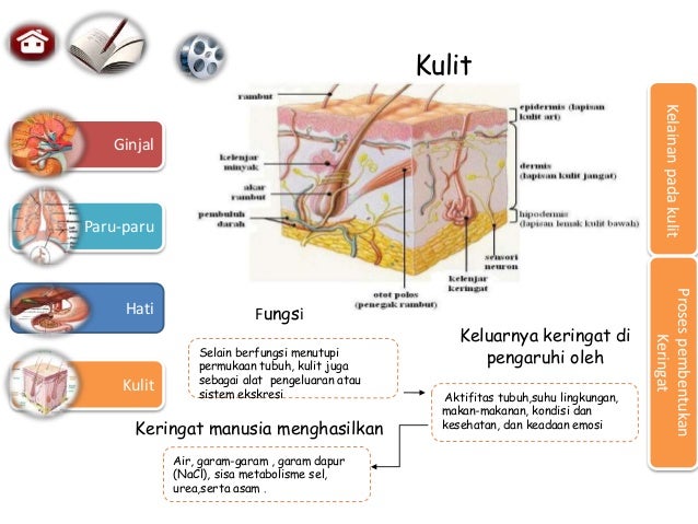 Biologi Sistem Ekskresi Manusia Dan Hewan