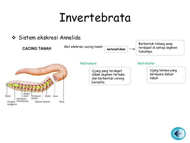 Biologi Sistem Ekskresi Manusia Dan Hewan