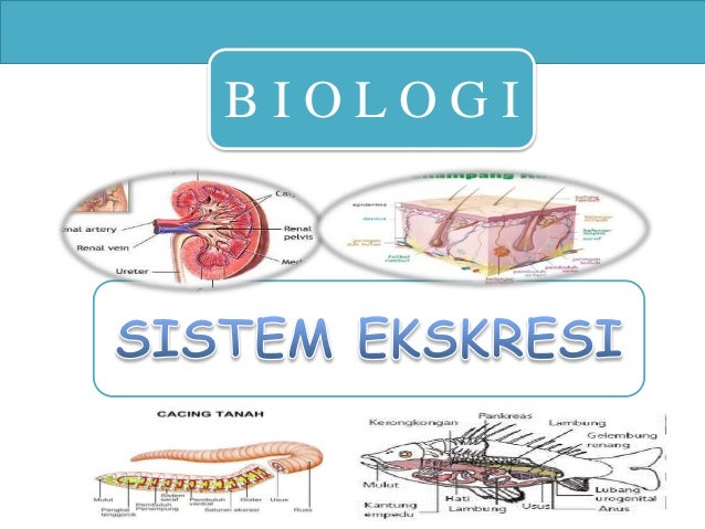 Multi Media Interaktif Sistem Ekskresi