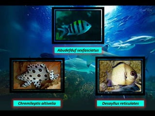 Abudefduf sexfasciatus
Chremileptis altivelia Desayllus reticulates
 