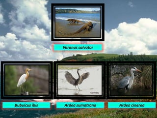 Varanus salvator
Bubulcus ibis Ardea sumatrana Ardea cinerea
 