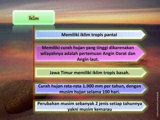 Memiliki iklim tropis pantai
Memiliki curah hujan yang tinggi dikarenakan
wilayahnya adalah pertemuan Angin Darat dan
Angin laut.
Jawa Timur memiliki iklim tropis basah.
Curah hujan rata-rata 1.900 mm per tahun, dengan
musim hujan selama 100 hari.
Perubahan musim sebanyak 2 jenis setiap tahunnya
yakni musim kemarau
 
