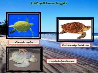 Chelonia mydas
Eretmochelys imbricata
Lepidochelys olivacea
 