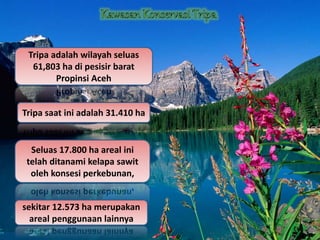 Tripa adalah wilayah seluas
61,803 ha di pesisir barat
Propinsi Aceh
Tripa saat ini adalah 31.410 ha
Seluas 17.800 ha areal ini
telah ditanami kelapa sawit
oleh konsesi perkebunan,
sekitar 12.573 ha merupakan
areal penggunaan lainnya
 