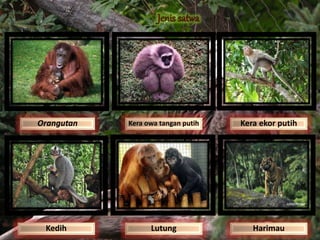 Orangutan Kera owa tangan putih Kera ekor putih
Kedih Lutung Harimau
 