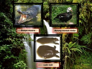 Buaya muara
Labi-labi
Burung mentok rimba
 