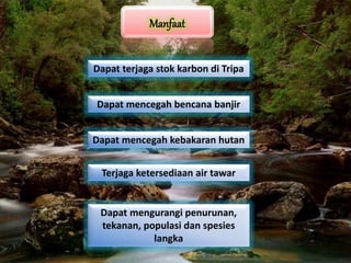 Dapat terjaga stok karbon di Tripa
Dapat mencegah bencana banjir
Dapat mencegah kebakaran hutan
Terjaga ketersediaan air tawar
Dapat mengurangi penurunan,
tekanan, populasi dan spesies
langka
 