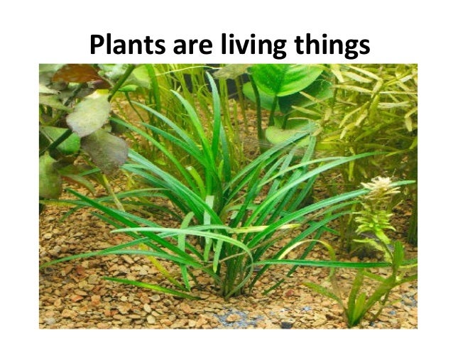 non living plants