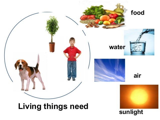 Image result for what other living things need to grow