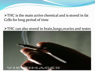 THC is the main active chemical and is stored in fat
Cells for long period of time
THC can also stored in brain,lungs,ovaries and testes
 