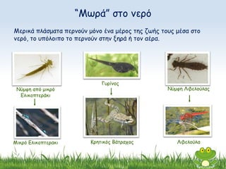 Μερικά πλάσματα περνούν μόνο ένα μέρος της ζωής τους μέσα στο
νερό, το υπόλοιπο το περνούν στην ξηρά ή τον αέρα.
Νύμφη από μικρό
Ελικοπτεράκι
Γυρίνος
Μικρό Ελικοπτερακι Κρητικός Βάτραχος Λιβελούλα
Νύμφη Λιβελούλας
“Μωρά” στο νερό
 