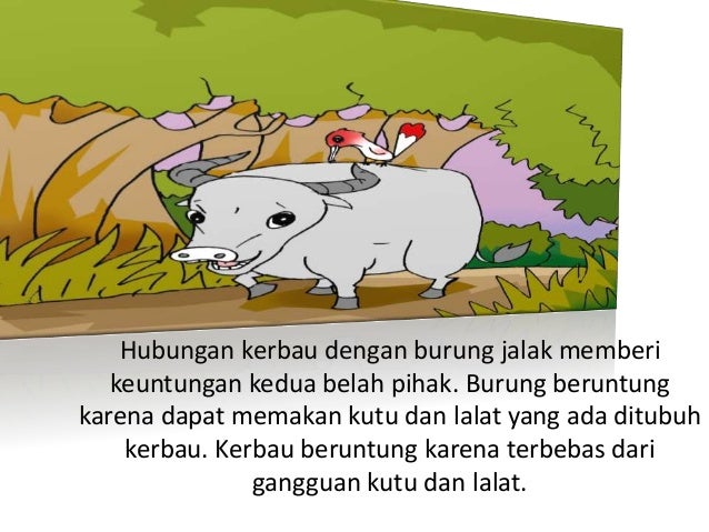 Makhluk Hidup dan Lingkungannya Makhluk Hidup dan Lingkungannya