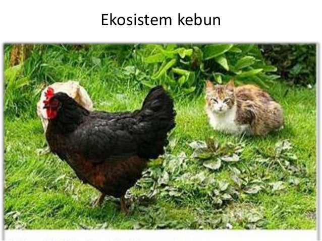 Makhluk Hidup dan Lingkungannya