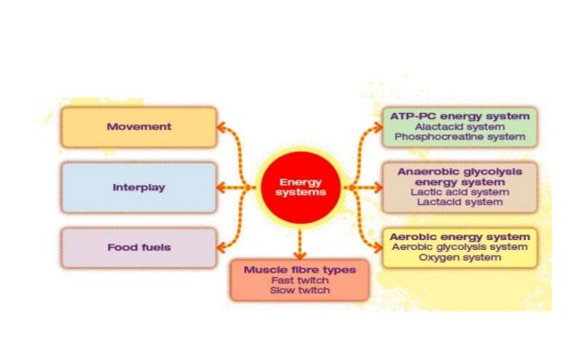 an introduction to the atppc energy system Below the introduction (technical explanation), we offer 6 sessions (in 3 the atp-pcr energy system can operate with or without oxygen but. an introduction to the atppc energy system Below the introduction (technical explanation), we offer 6 sessions (in 3 the atp-pcr energy system can operate with or without oxygen but.