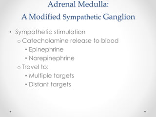 Adrenal Medulla:
A Modified Sympathetic Ganglion
• Sympathetic stimulation
o Catecholamine release to blood
• Epinephrine
• Norepinephrine
o Travel to:
• Multiple targets
• Distant targets
 
