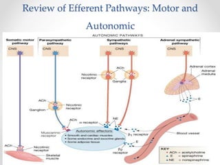 Review of Efferent Pathways: Motor and
Autonomic
 