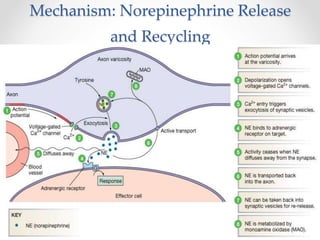 Mechanism: Norepinephrine Release
and Recycling
 
