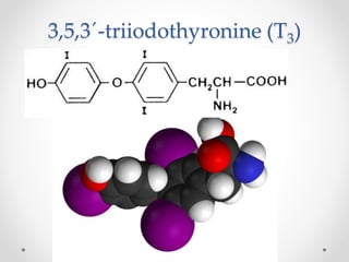 3,5,3´-triiodothyronine (T3)
 