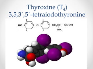 Thyroxine (T4)
3,5,3´,5´-tetraiodothyronine
 