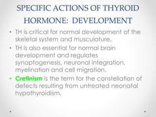 SPECIFIC ACTIONS OF THYROID
HORMONE: DEVELOPMENT
• TH is critical for normal development of the
skeletal system and musculature.
• TH is also essential for normal brain
development and regulates
synaptogenesis, neuronal integration,
myelination and cell migration.
• Cretinism is the term for the constellation of
defects resulting from untreated neonatal
hypothyroidism.
 