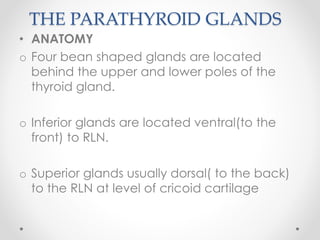 THE PARATHYROID GLANDS
• ANATOMY
o Four bean shaped glands are located
behind the upper and lower poles of the
thyroid gland.
o Inferior glands are located ventral(to the
front) to RLN.
o Superior glands usually dorsal( to the back)
to the RLN at level of cricoid cartilage
 