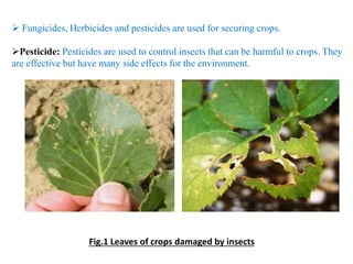  Fungicides, Herbicides and pesticides are used for securing crops.
Pesticide: Pesticides are used to control insects that can be harmful to crops. They
are effective but have many side effects for the environment.
Fig.1 Leaves of crops damaged by insects
 
