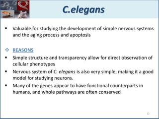  Valuable for studying the development of simple nervous systems
and the aging process and apoptosis
 REASONS
 Simple structure and transparency allow for direct observation of
cellular phenotypes
 Nervous system of C. elegans is also very simple, making it a good
model for studying neurons.
 Many of the genes appear to have functional counterparts in
humans, and whole pathways are often conserved
C.elegans
12
 