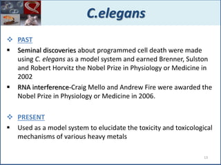  PAST
 Seminal discoveries about programmed cell death were made
using C. elegans as a model system and earned Brenner, Sulston
and Robert Horvitz the Nobel Prize in Physiology or Medicine in
2002
 RNA interference-Craig Mello and Andrew Fire were awarded the
Nobel Prize in Physiology or Medicine in 2006.
 PRESENT
 Used as a model system to elucidate the toxicity and toxicological
mechanisms of various heavy metals
C.elegans
13
 
