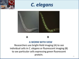 A B
C. elegans
A WORM WITH VIEW
Researchers use bright-field imaging (A) to see
individual cells in C. elegans or fluorescent imaging (B)
to see particular cells expressing green fluorescent
protein. 15
 