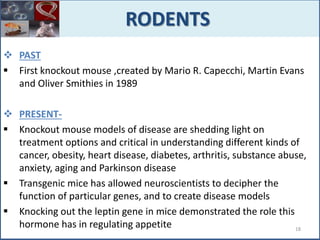  PAST
 First knockout mouse ,created by Mario R. Capecchi, Martin Evans
and Oliver Smithies in 1989
 PRESENT-
 Knockout mouse models of disease are shedding light on
treatment options and critical in understanding different kinds of
cancer, obesity, heart disease, diabetes, arthritis, substance abuse,
anxiety, aging and Parkinson disease
 Transgenic mice has allowed neuroscientists to decipher the
function of particular genes, and to create disease models
 Knocking out the leptin gene in mice demonstrated the role this
hormone has in regulating appetite
RODENTS
18
 