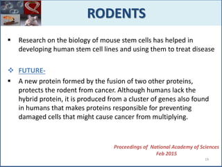  Research on the biology of mouse stem cells has helped in
developing human stem cell lines and using them to treat disease
 FUTURE-
 A new protein formed by the fusion of two other proteins,
protects the rodent from cancer. Although humans lack the
hybrid protein, it is produced from a cluster of genes also found
in humans that makes proteins responsible for preventing
damaged cells that might cause cancer from multiplying.
RODENTS
Proceedings of National Academy of Sciences
Feb 2015
19
 