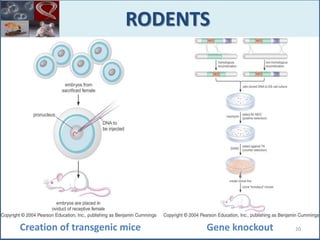 RODENTS
Creation of transgenic mice Gene knockout 20
 