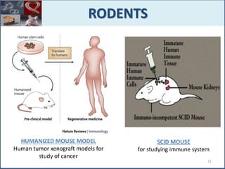 RODENTS
HUMANIZED MOUSE MODEL
Human tumor xenograft models for
study of cancer
SCID MOUSE
for studying immune system
21
 