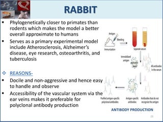  Phylogenetically closer to primates than
rodents which makes the model a better
overall approximate to humans
 Serves as a primary experimental model
include Atherosclerosis, Alzheimer’s
disease, eye research, osteoarthritis, and
tuberculosis
 REASONS-
 Docile and non-aggressive and hence easy
to handle and observe
 Accessibility of the vascular system via the
ear veins makes it preferable for
polyclonal antibody production
23
RABBIT
ANTIBODY PRODUCTION
 