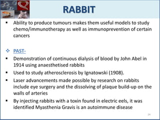  Ability to produce tumours makes them useful models to study
chemo/immunotherapy as well as immunoprevention of certain
cancers
 PAST-
 Demonstration of continuous dialysis of blood by John Abel in
1914 using anaesthetised rabbits
 Used to study atherosclerosis by Ignatowski (1908).
 Laser advancements made possible by research on rabbits
include eye surgery and the dissolving of plaque build-up on the
walls of arteries
 By injecting rabbits with a toxin found in electric eels, it was
identified Myasthenia Gravis is an autoimmune disease
RABBIT
24
 
