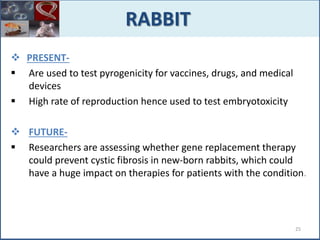  PRESENT-
 Are used to test pyrogenicity for vaccines, drugs, and medical
devices
 High rate of reproduction hence used to test embryotoxicity
 FUTURE-
 Researchers are assessing whether gene replacement therapy
could prevent cystic fibrosis in new-born rabbits, which could
have a huge impact on therapies for patients with the condition.
RABBIT
25
 