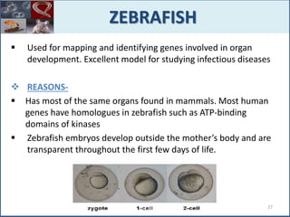  Used for mapping and identifying genes involved in organ
development. Excellent model for studying infectious diseases
 REASONS-
 Has most of the same organs found in mammals. Most human
genes have homologues in zebrafish such as ATP-binding
domains of kinases
 Zebrafish embryos develop outside the mother’s body and are
transparent throughout the first few days of life.
ZEBRAFISH
27
 