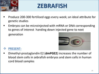  Produce 200-300 fertilised eggs every week; an ideal attribute for
genetic studies
 Embryos can be microinjected with mRNA or DNA corresponding
to genes of interest handing down injected gene to next
generation
 PRESENT-
 Dimethyl-prostaglandin E2 (dmPGE2) increases the number of
blood stem cells in zebrafish embryos and stem cells in human
cord blood samples
ZEBRAFISH
28
 