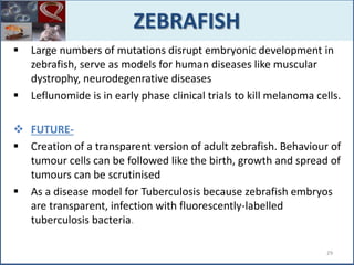  Large numbers of mutations disrupt embryonic development in
zebrafish, serve as models for human diseases like muscular
dystrophy, neurodegenrative diseases
 Leflunomide is in early phase clinical trials to kill melanoma cells.
 FUTURE-
 Creation of a transparent version of adult zebrafish. Behaviour of
tumour cells can be followed like the birth, growth and spread of
tumours can be scrutinised
 As a disease model for Tuberculosis because zebrafish embryos
are transparent, infection with fluorescently-labelled
tuberculosis bacteria.
ZEBRAFISH
29
 