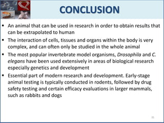 CONCLUSION
 An animal that can be used in research in order to obtain results that
can be extrapolated to human
 The interaction of cells, tissues and organs within the body is very
complex, and can often only be studied in the whole animal
 The most popular invertebrate model organisms, Drosophila and C.
elegans have been used extensively in areas of biological research
especially genetics and development
 Essential part of modern research and development. Early-stage
animal testing is typically conducted in rodents, followed by drug
safety testing and certain efficacy evaluations in larger mammals,
such as rabbits and dogs
35
 