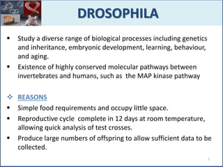  Study a diverse range of biological processes including genetics
and inheritance, embryonic development, learning, behaviour,
and aging.
 Existence of highly conserved molecular pathways between
invertebrates and humans, such as the MAP kinase pathway
 REASONS
 Simple food requirements and occupy little space.
 Reproductive cycle complete in 12 days at room temperature,
allowing quick analysis of test crosses.
 Produce large numbers of offspring to allow sufficient data to be
collected.
DROSOPHILA
7
 