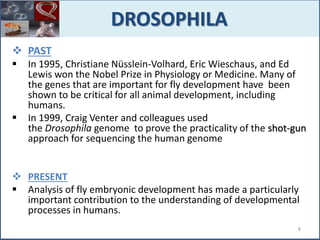  PAST
 In 1995, Christiane Nüsslein-Volhard, Eric Wieschaus, and Ed
Lewis won the Nobel Prize in Physiology or Medicine. Many of
the genes that are important for fly development have been
shown to be critical for all animal development, including
humans.
 In 1999, Craig Venter and colleagues used
the Drosophila genome to prove the practicality of the shot-gun
approach for sequencing the human genome
 PRESENT
 Analysis of fly embryonic development has made a particularly
important contribution to the understanding of developmental
processes in humans.
DROSOPHILA
8
 