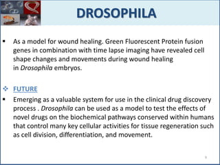  As a model for wound healing. Green Fluorescent Protein fusion
genes in combination with time lapse imaging have revealed cell
shape changes and movements during wound healing
in Drosophila embryos.
 FUTURE
 Emerging as a valuable system for use in the clinical drug discovery
process . Drosophila can be used as a model to test the effects of
novel drugs on the biochemical pathways conserved within humans
that control many key cellular activities for tissue regeneration such
as cell division, differentiation, and movement.
DROSOPHILA
9
 