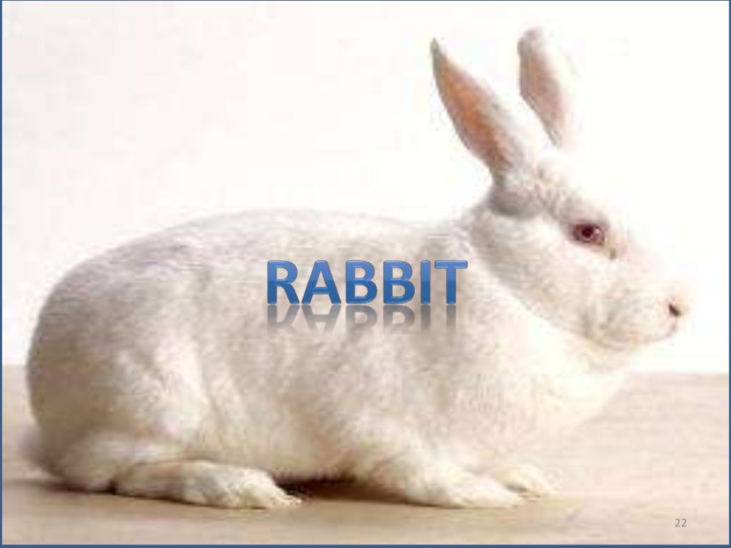 Animal Research ModelsPotential