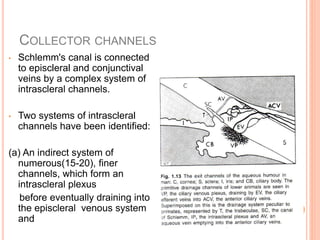 Anatomy of anterior chamber | PPTX