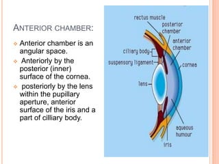 Anatomy of anterior chamber | PPT