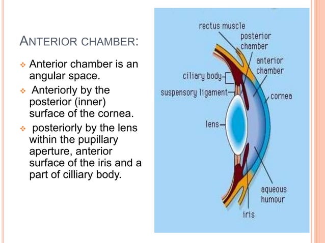 Anatomy of anterior chamber | PPT
