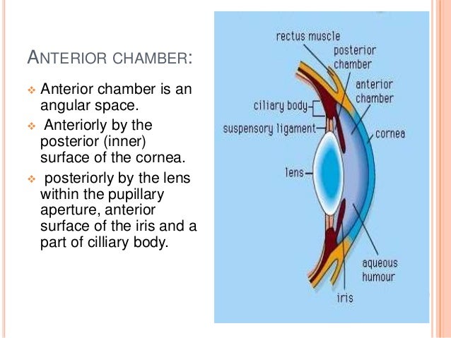 Anatomy of anterior chamber